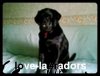love-labradors