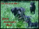 Photo de blackounnet