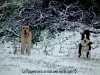 agility-fanne