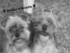 Life-of-my-Dogs