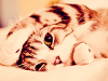 Adoption--aide-animaux