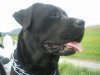 labradorberny