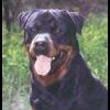 legendedurottweiler
