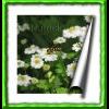 photospat